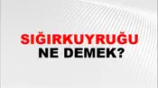 Sığırkuyruğu