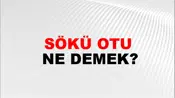 Sökü Otu