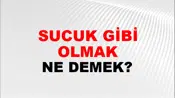 Sucuk Gibi Olmak (Veya ıslanmak)