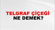 Telgraf Çiçeği