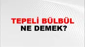 Tepeli Bülbül
