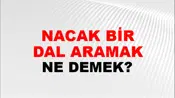 Tutunacak Bir Dal Aramak