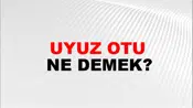 Uyuz Otu