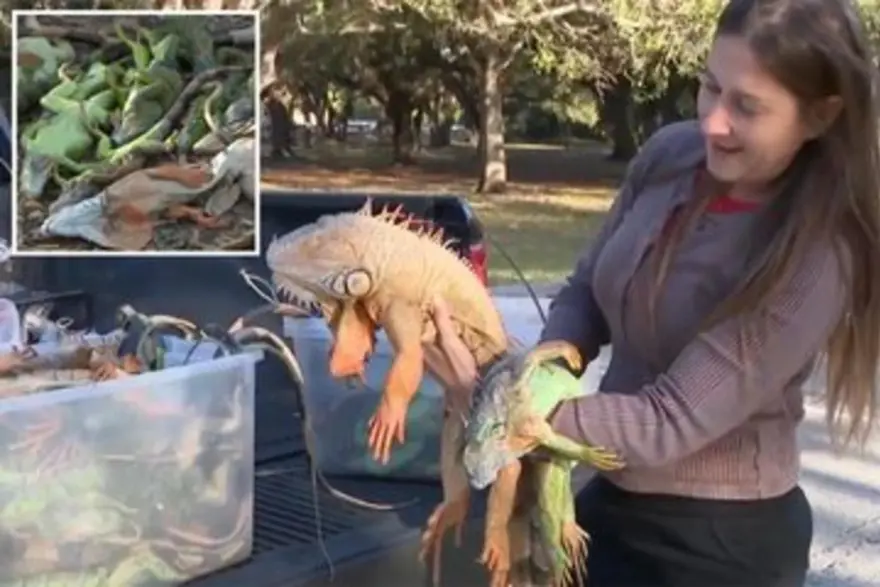 Patır patır düştüler. Gökten iguana yağdı. 1000 tanesi yerden toplandı 2