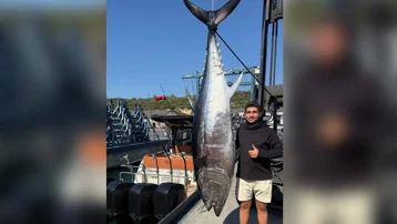 Tam 260 kilo, 2,8 metre: Yakalanan dev orkinos tekneye sığmadı