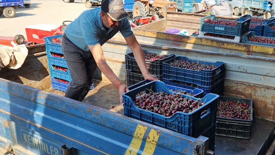 Fiyatlar 15 - 60 TL bandına düştü, üreticiler tedirgin 1