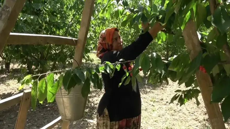 Fiyatlar 15 - 60 TL bandına düştü, üreticiler tedirgin 4