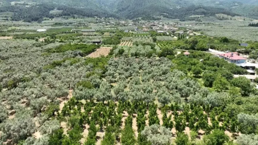 Fiyatlar 15 - 60 TL bandına düştü, üreticiler tedirgin 2