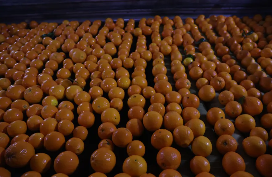 Bahçede kilosu 15 TL'ye satılıyor. Hasat Nisan sonuna kadar sürecek 3