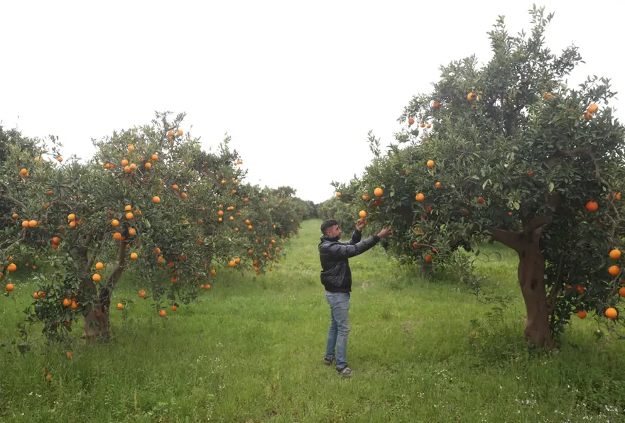 Bahçede kilosu 15 TL'ye satılıyor. Hasat Nisan sonuna kadar sürecek 