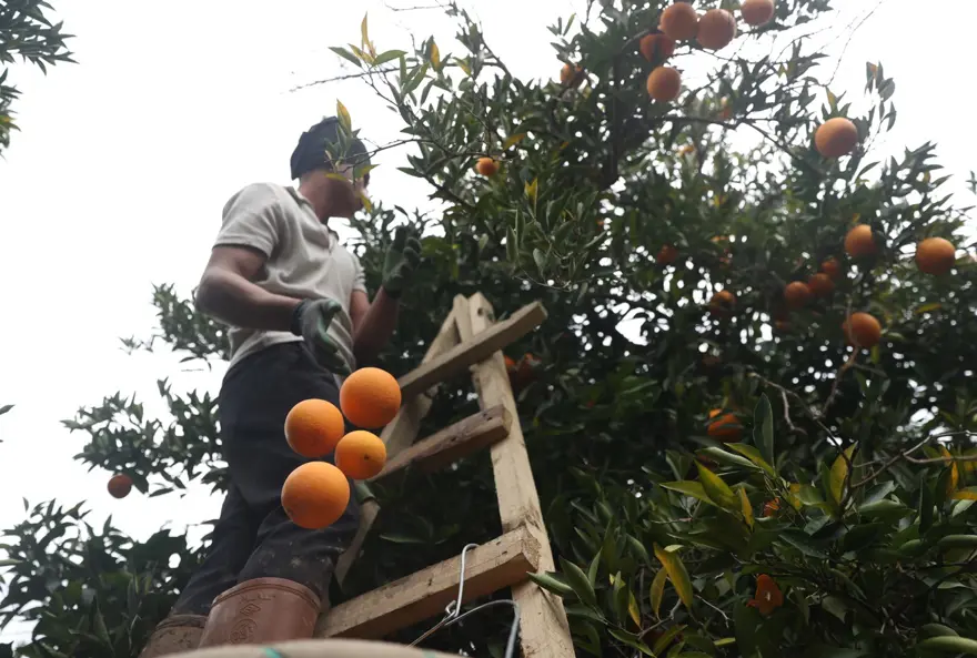 Bahçede kilosu 15 TL'ye satılıyor. Hasat Nisan sonuna kadar sürecek 2