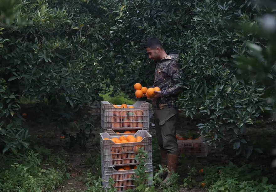 Bahçede kilosu 15 TL'ye satılıyor. Hasat Nisan sonuna kadar sürecek 1