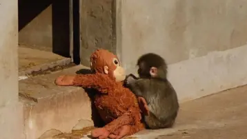 Yavru maymunu annesi terk etti, teselliyi oyuncakta buldu