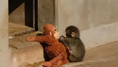 Yavru maymun bir fotoğrafla ünlü oldu, oyuncakları yok satıyor, binlerce dolar teklif eden de var 