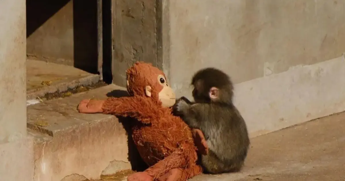 Yavru maymunu annesi terk etti, teselliyi oyuncakta buldu