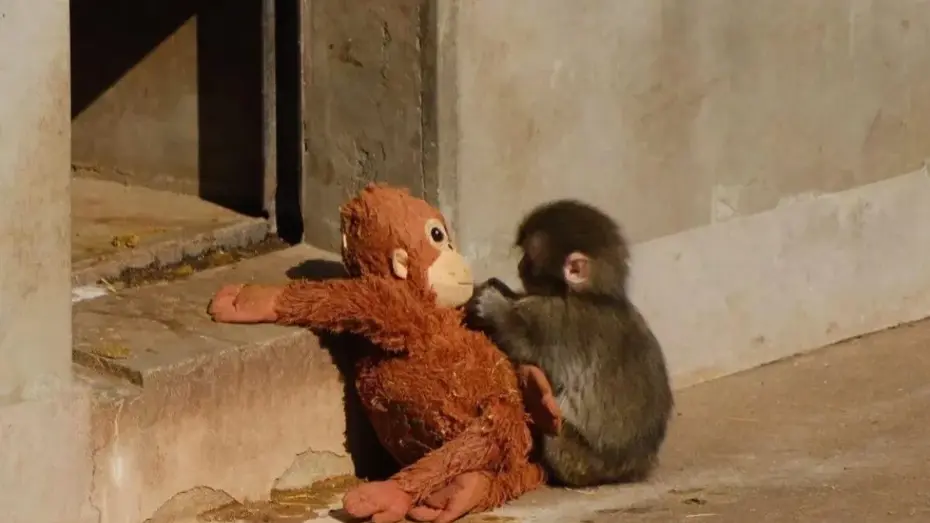 Yavru maymunu annesi terk etti, teselliyi oyuncakta buldu