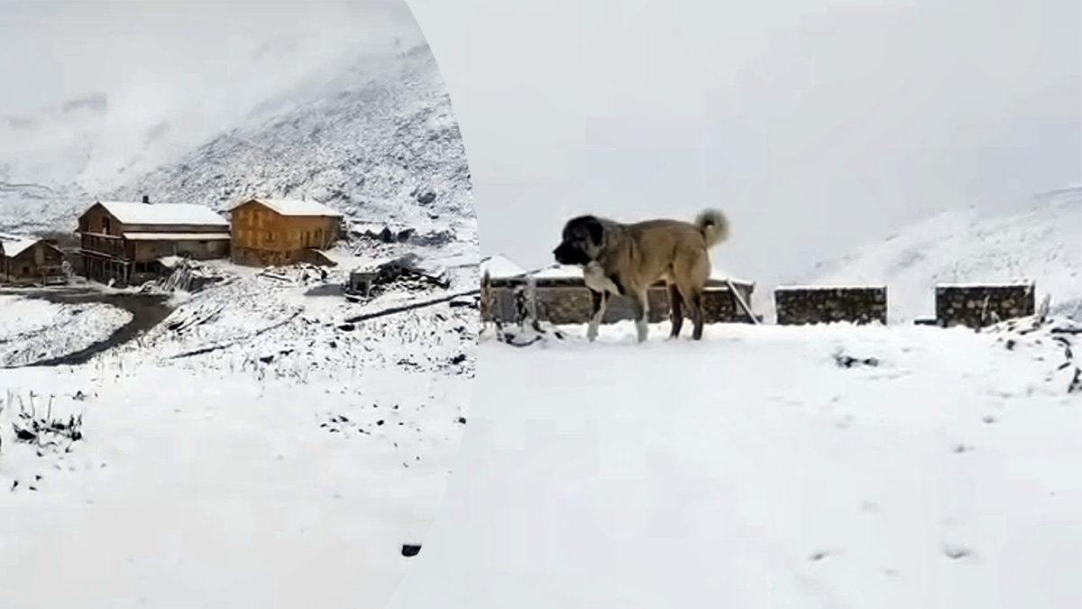 Kış erken geldi. 3 bin 100 metre yükseklikteki yayla beyaza büründü