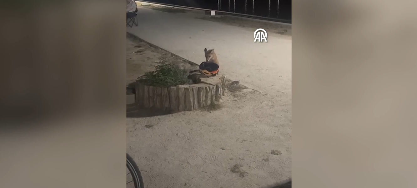 Edirne'de ilginç anlar: Yavru tilki bisikletçinin kaskını alıp kaçtı