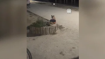Edirne'de ilginç anlar: Yavru tilki bisikletçinin kaskını alıp kaçtı
