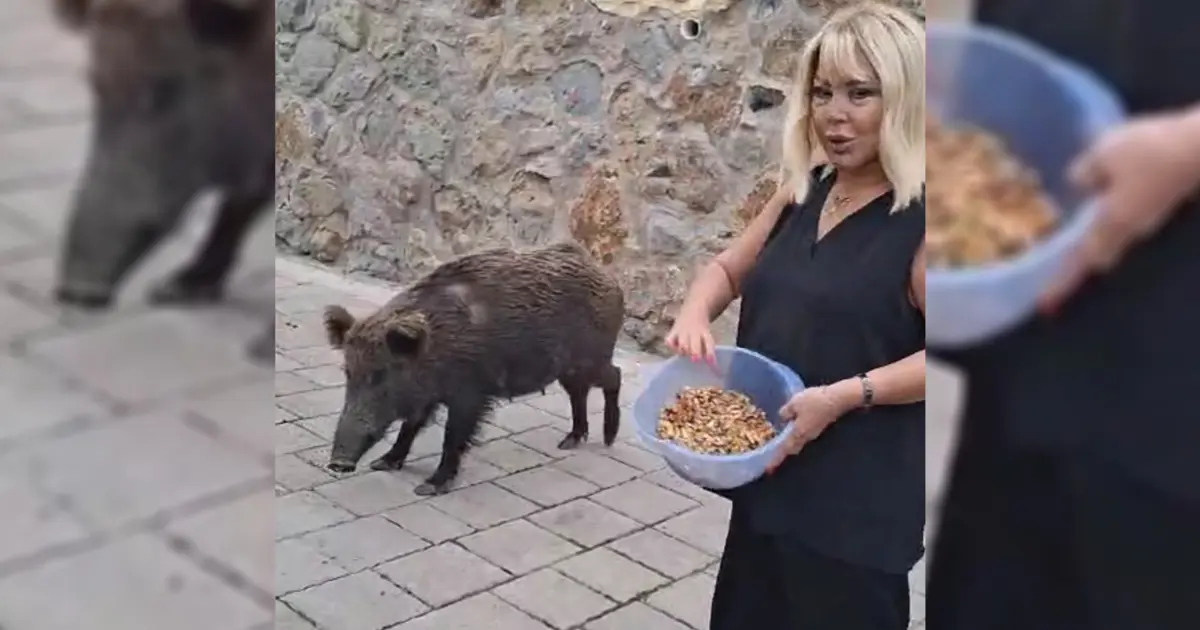 Safiye Soyman'ın yaban domuzu macerası. Kapısına kadar geldi, elleriyle besledi