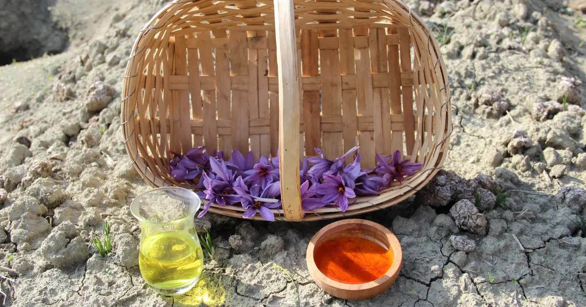 Kilogramı 600 bin TL'yi buluyor... Denemek için ekmişti, dünyanın en pahalı bitkisini yetiştirdi