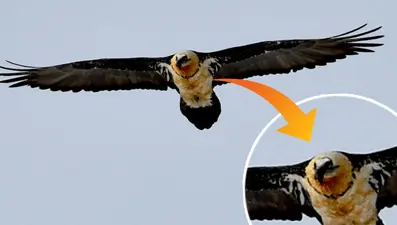 Kanat açıklığı 3 metreyi buluyor! En nadir görünen kuş, kar yağışından sonra ortaya çıktı