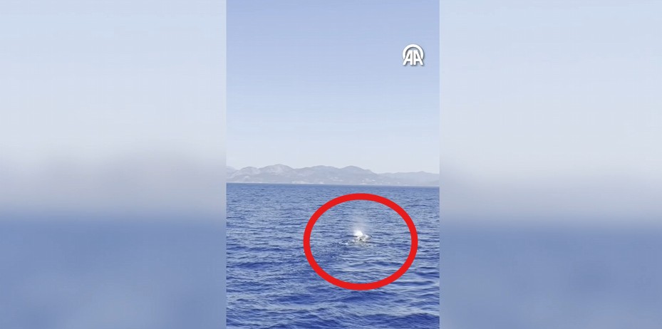 Fethiye açıklarında balina görüntülendi