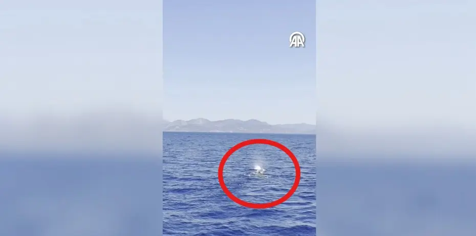 Fethiye açıklarında balina görüntülendi