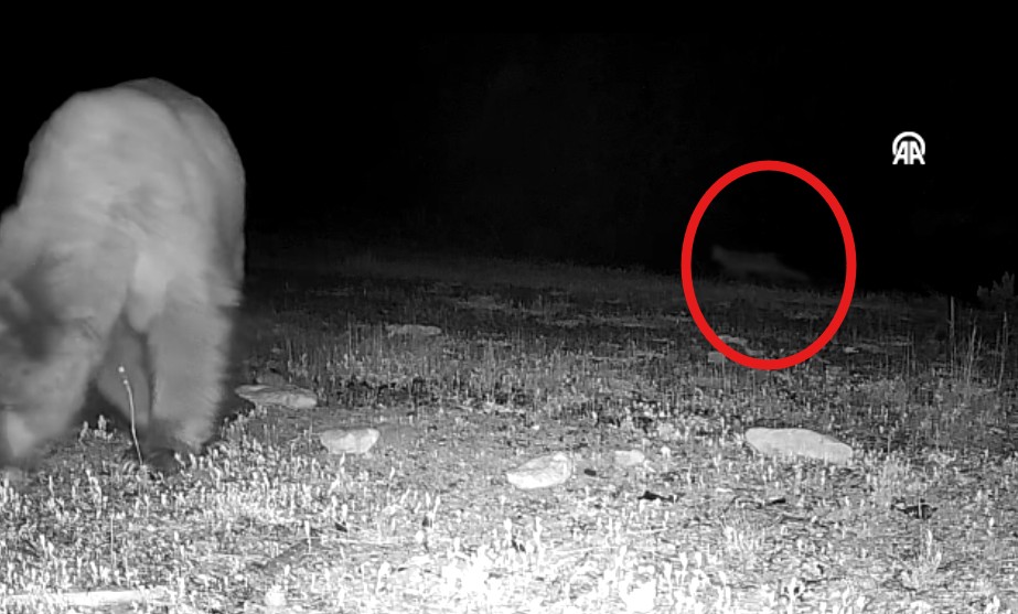 Doğa tutkunu genç fotokopanlarla yaban hayatının izini sürüy