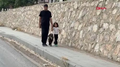 Annesiz kalan kuzuya şefkat eli: Biberonla büyütüyor
