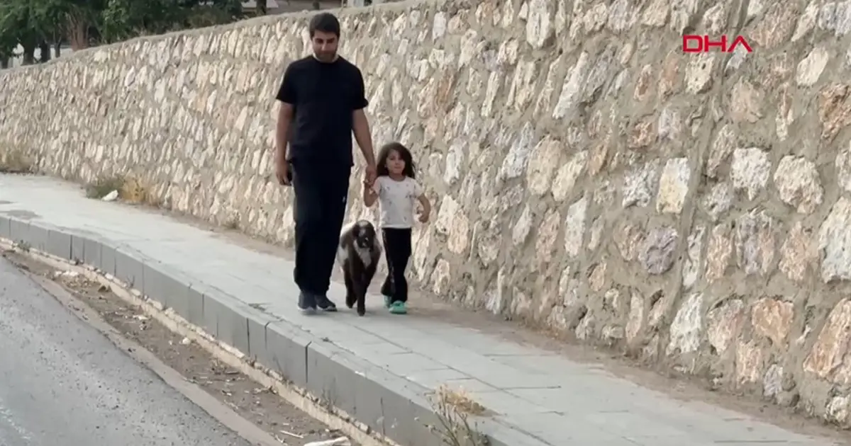 Annesiz kalan kuzuya şefkat eli: Biberonla büyütüyor
