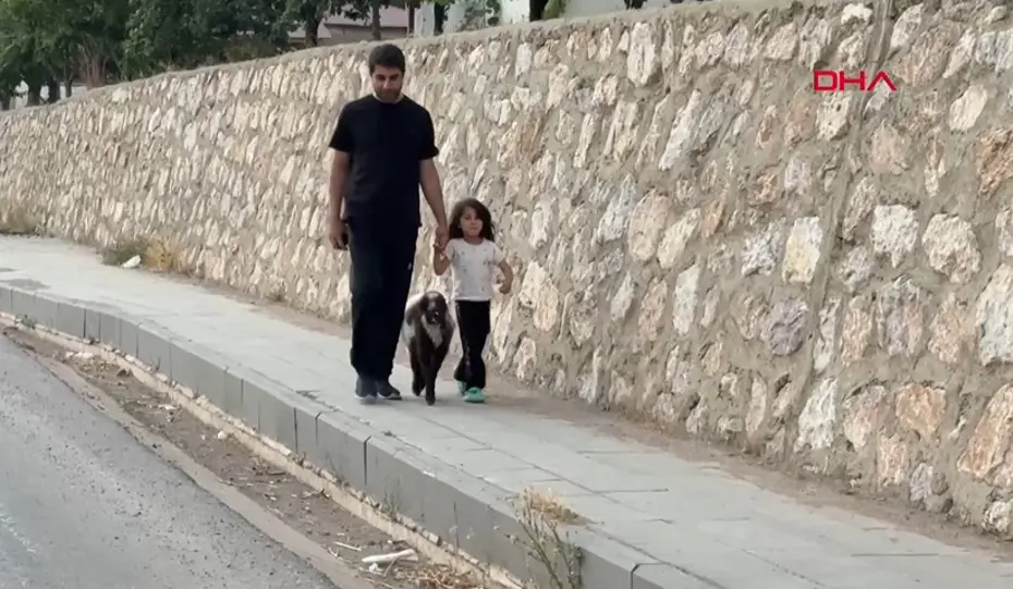 Annesiz kalan kuzuya şefkat eli: Biberonla büyütüyor