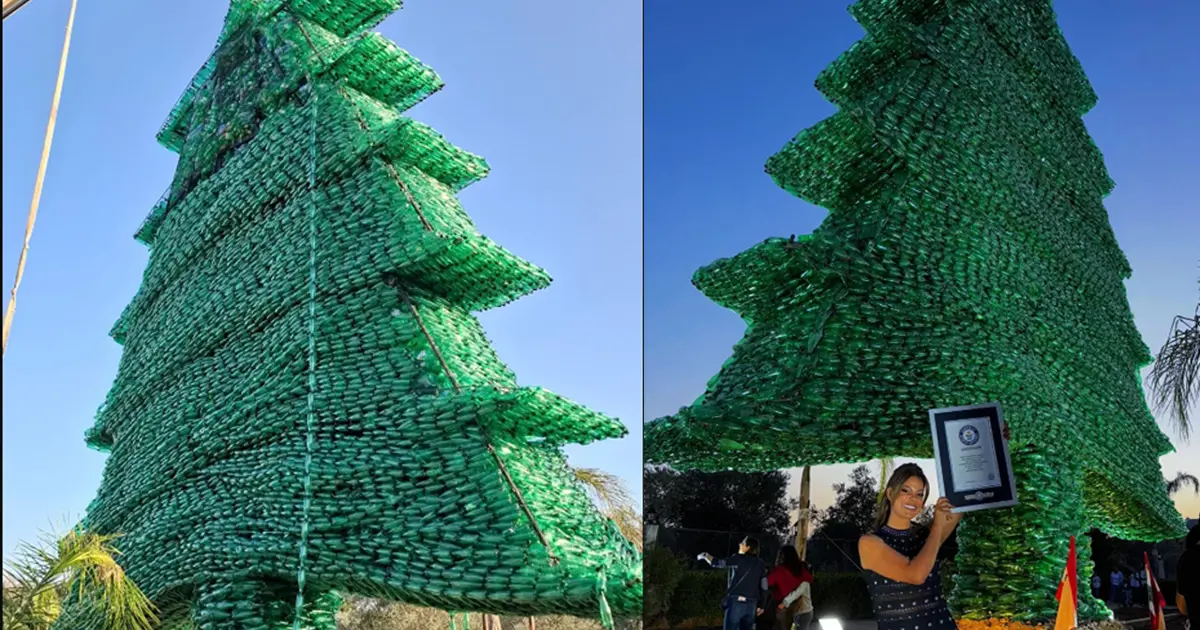 Pet şişeden sedir ağacıyla Guinness'e girdi