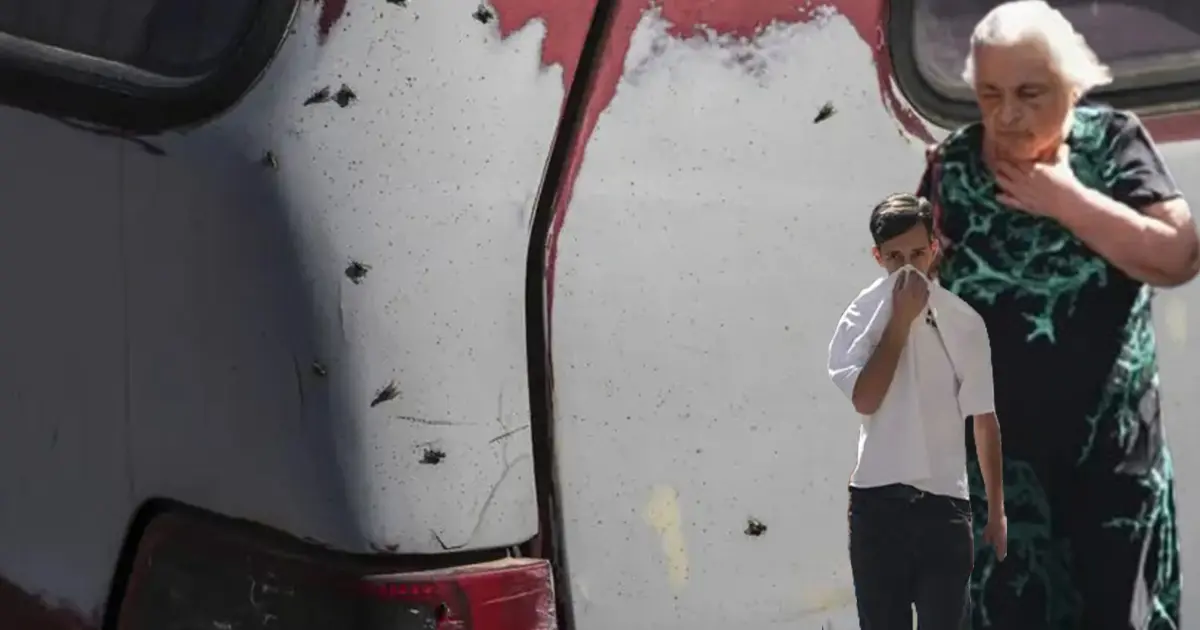 İzmir'de karasinek istilası... Nedeni belli oldu