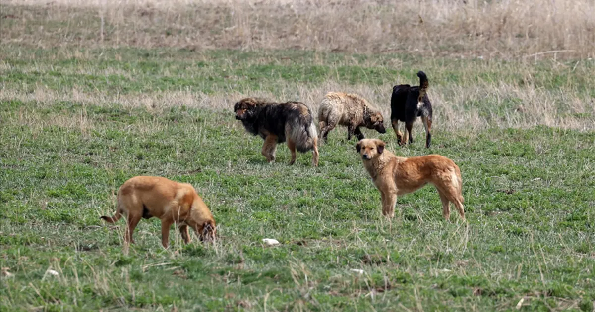Sakarya Valiliği'nden 'köpek ölümü' iddialarına ilişkin açıklama