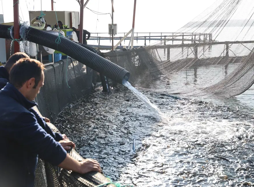 Denize kıyısı olmayan şehirde somon üretiyorlar: Rusya ve Çin'den de talep var 