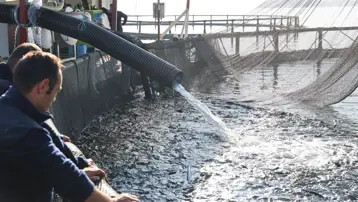 Denize kıyısı olmayan şehirde somon üretiyorlar: Rusya ve Çin'den de talep var