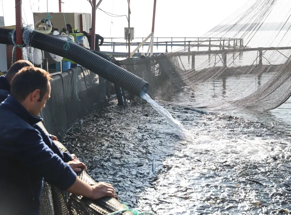 Denize kıyısı olmayan şehirde somon üretiyorlar: Rusya ve Çin'den de talep var