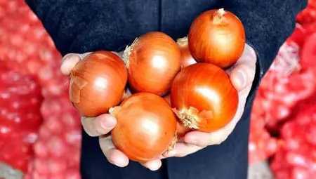 Yağışlar soğana yaramadı. Tarlada 12 markette 40 lira