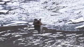 Yedigöller Milli Parkı'nda nesli tükenme tehlikesi altındaki su samuru görüntülendi