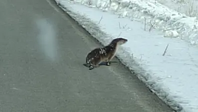 Nesli tehlikede olan su samuru karayoluna indi