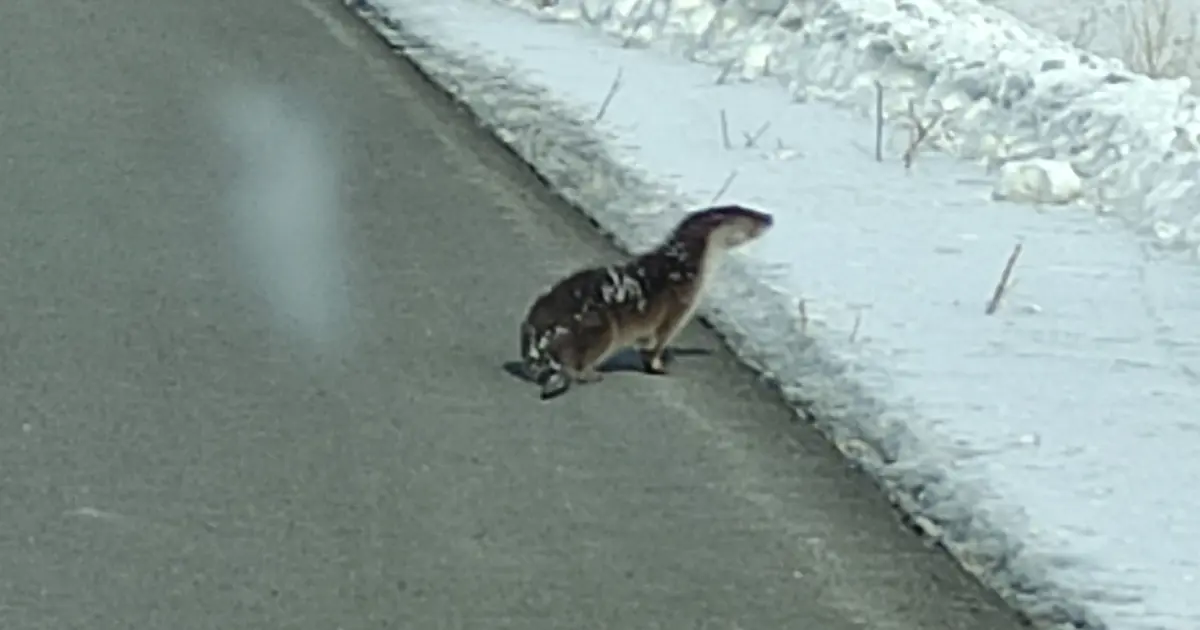 Nesli tehlikede olan su samuru karayoluna indi