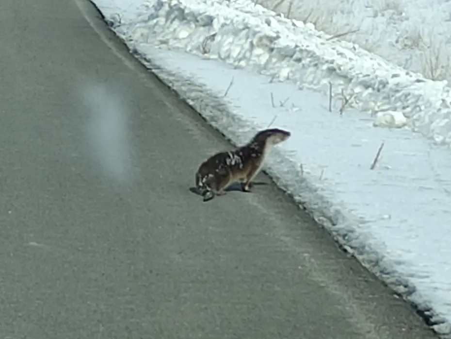 Nesli tehlikede olan su samuru karayoluna indi