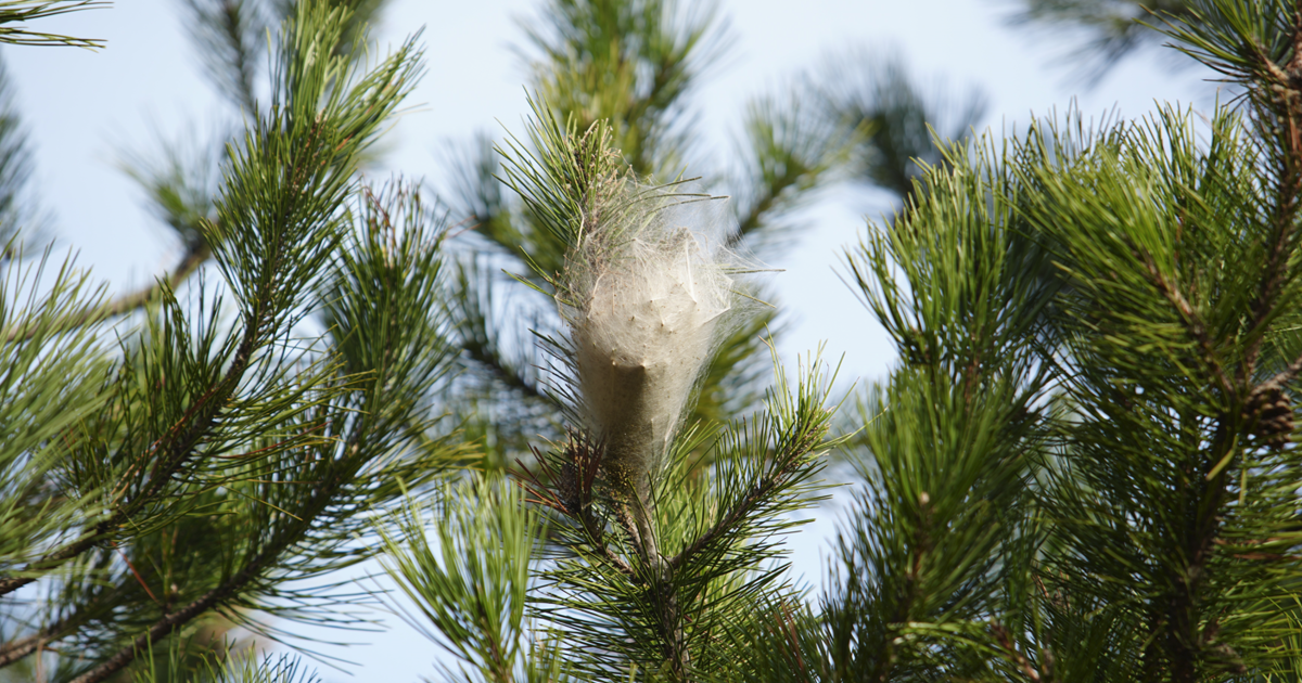Oburca beslenip hem insana hem doğaya zarar veriyor. Samsun'da çam kese tırtılı istilası