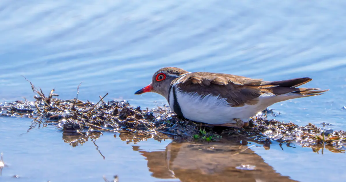 Türkiye'de ilk kez görüldü. "Takkeli cılıbıt" kuşu Gaziantep'te