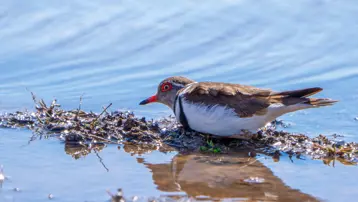 Türkiye'de ilk kez görüldü. "Takkeli cılıbıt" kuşu Gaziantep'te