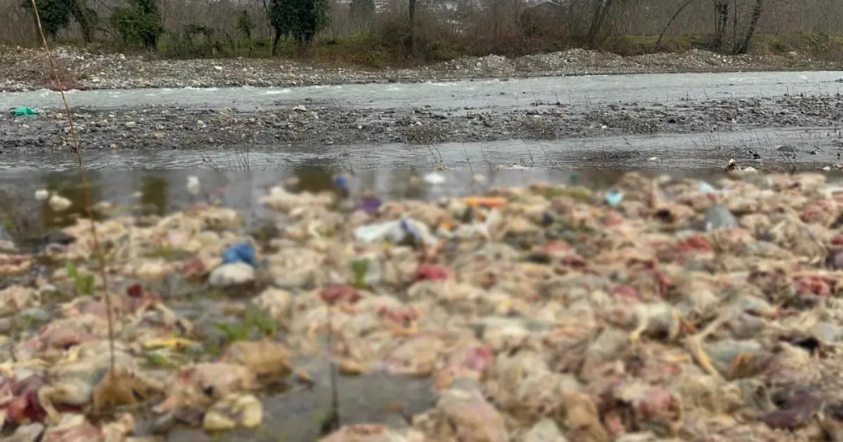 Zonguldak'ta korkunç görüntü. Onlarca ölü tavuk bulundu
