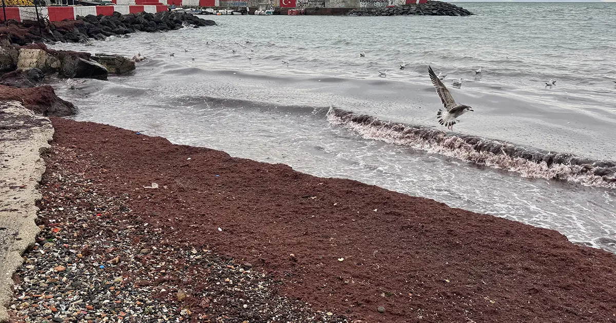 Tekirdağ'da sahiller kıpkırmızı oldu