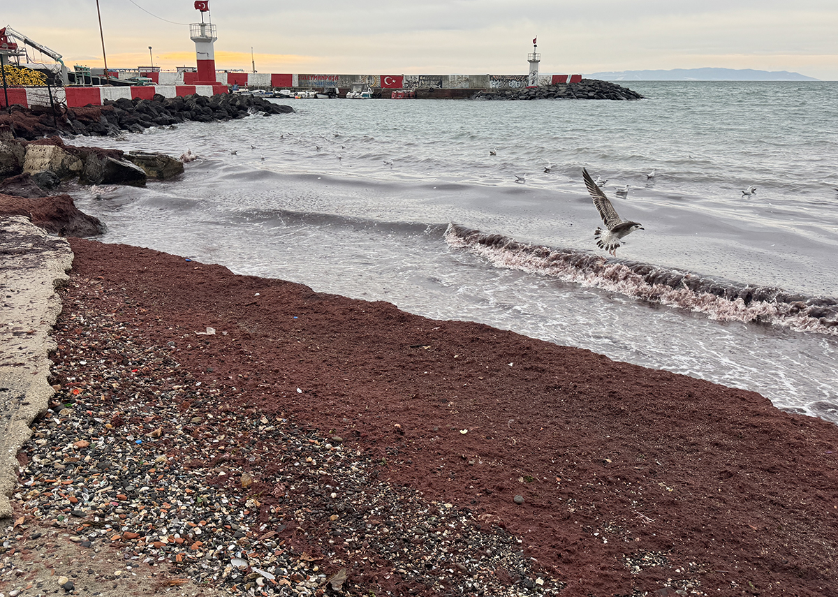 Tekirdağ'da sahiller kıpkırmızı oldu