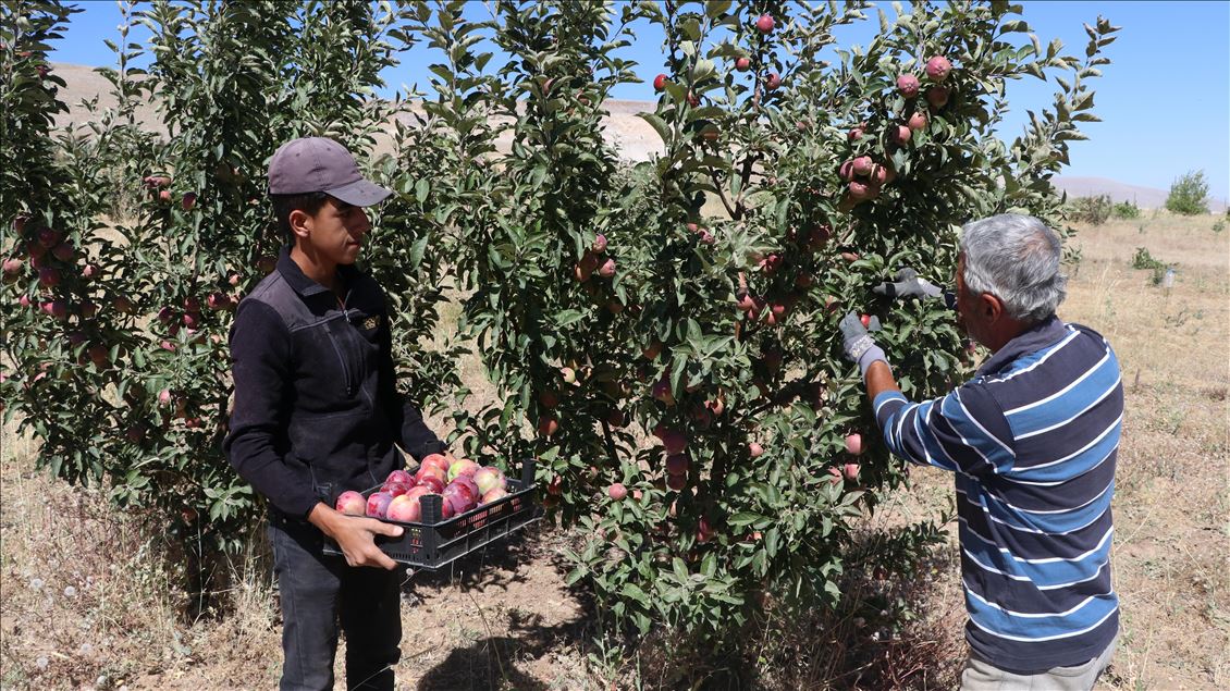 Tonlarcası çiftçinin elinde kaldı. Depoda 40 liraya satılmayı bekliyor